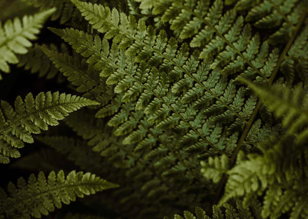 environnement-nc-plantes-depolluantes
